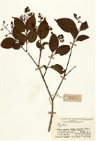 藏品(女貞屬)的圖片